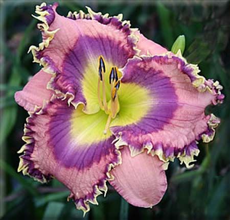 plants shipping daylily abbreviations xxxxx hybridizer year 