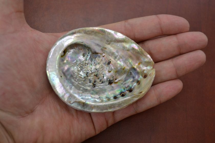 You will get similar as this picture since not all abalone shells are 