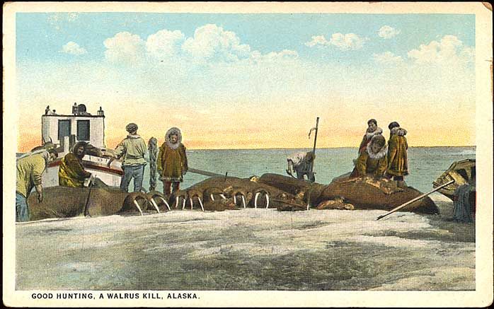 Walrus hunting, many killed walrus, Alaska  