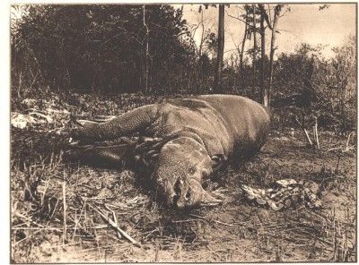 1933 a lg article/photos one horned javanese rhino shot in sumatra 