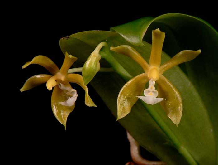 Phalaenopsis mannii var. aurea Species Orchid Plant (Yellow Form) NBS 