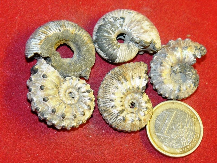 pyrite ammonite from Upper Jurassic, Mikhailov, Ryazan district 