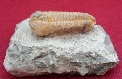 GRADE A QUALITY CALYMENELLA FOSSIL TRILOBITE. MOROCCO ALL NATURAL 