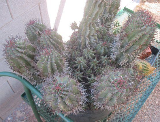   horrida Major Clumped Thick Blue Stems Long Red Spines  