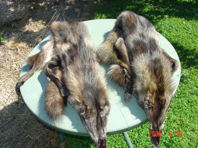 Coyote two Melanistic mountable tanned hides mount skin  