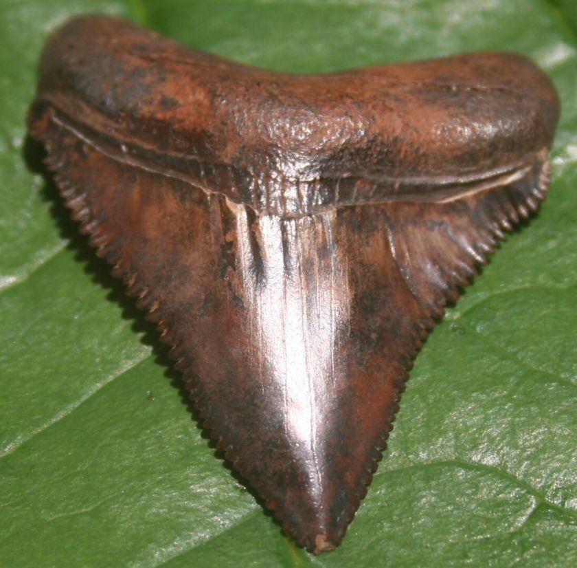 VIRGINIA FOSSILS CARCHAROCLES CHUBUTENSIS SHARK TOOTH  