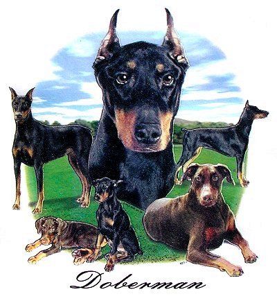 DOBERMAN PINSCHER DOG TANK TOP OR T SHIRT IN COLORS 714  