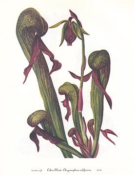 MARY VAUX WALCOTT vintage botanical print carnivorous COBRA PLANT 