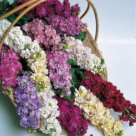   MATTHIOLA INCANA MIX *25 seeds*MOST FRAGRANT*E Z GROW*RARE*#1106 A