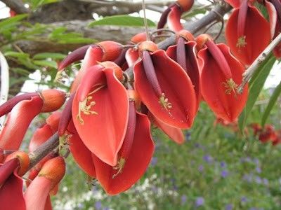 Very Rare Erythrina Crista Galli Tree (Live Plant)  