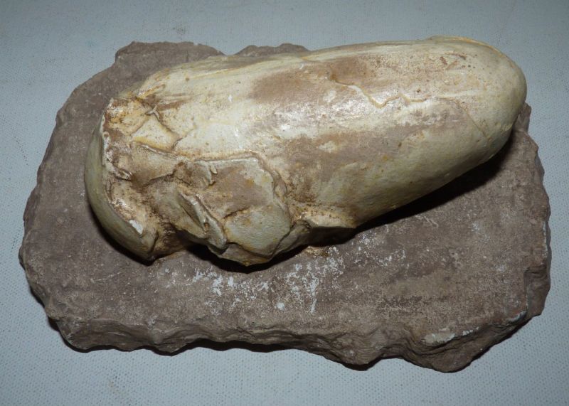 Dinosaur Egg Protoceratops andrewsi Display Specimen  