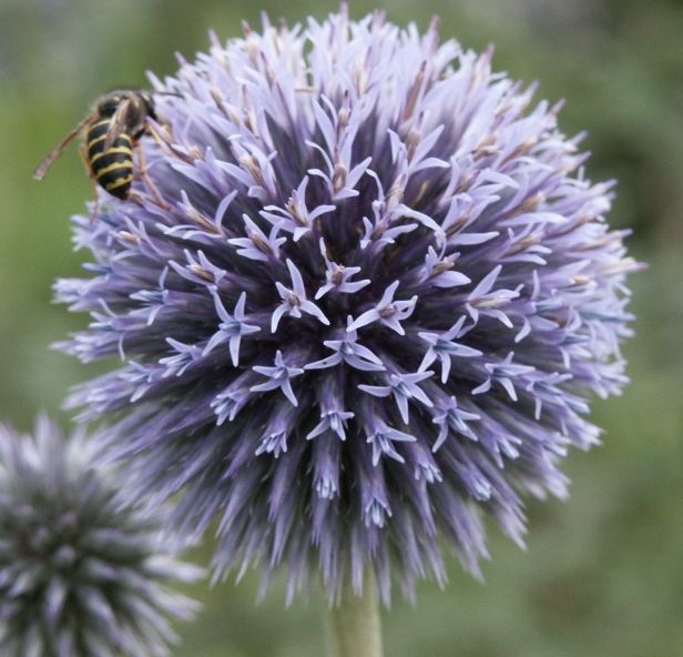   GLOBE THISTLE 30 seeds   Echinops ritro   Dry Flower/Cut Flower  