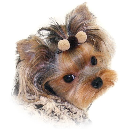 HAIR BOW POM POM dog barrette pet clip pin PUPPY ZZANG  